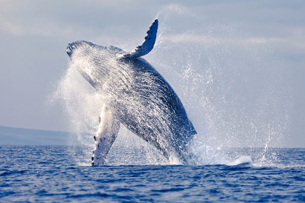 09152017171549-ballena-punta-sal-peru