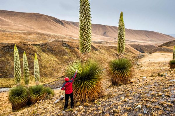 Bosque-de-Puyas